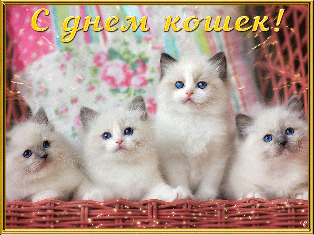 Картинки и открытки с днём кошек скачать бесплатно