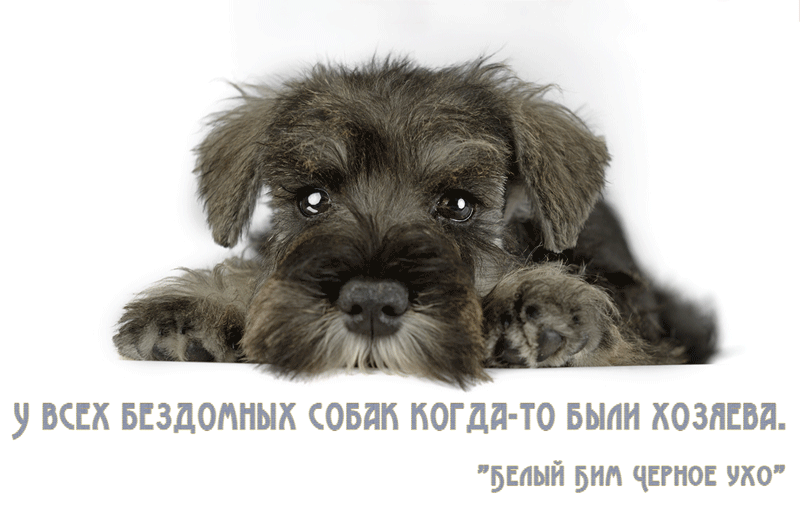 Прикольные живые gif картинки с Всемирным днём бездомных животных.. Прикольные живые gif картинки с Всемирным днём бездомных животных..