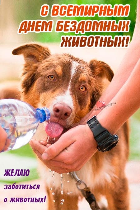 Международный день бездомных животных отмечается ежегодно в третью субботу августа. Международный день бездомных животных отмечается ежегодно в третью субботу августа.