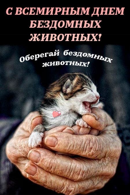 В этот день принято дарить частичку своего внимания и тепла бездомным животным. В этот день принято дарить частичку своего внимания и тепла бездомным животным.