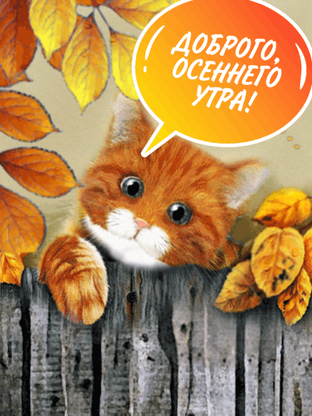У нас собрана богатая коллекция картинок, которые не только смогут пожелать Вашим близким доброго осеннего утра, но и выразить Ваши самые нежные чувства.