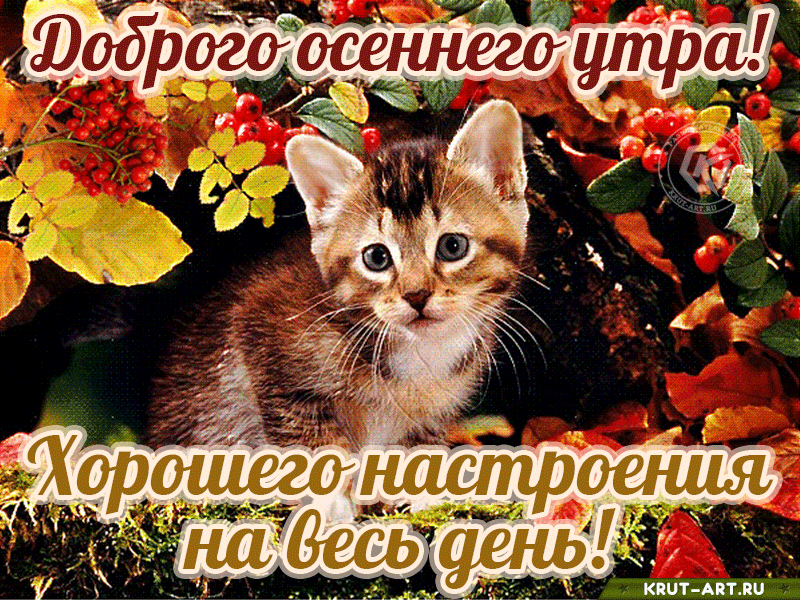 Доброе утро осень сентябрь