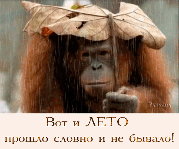 Милая открытка Последний день лета.