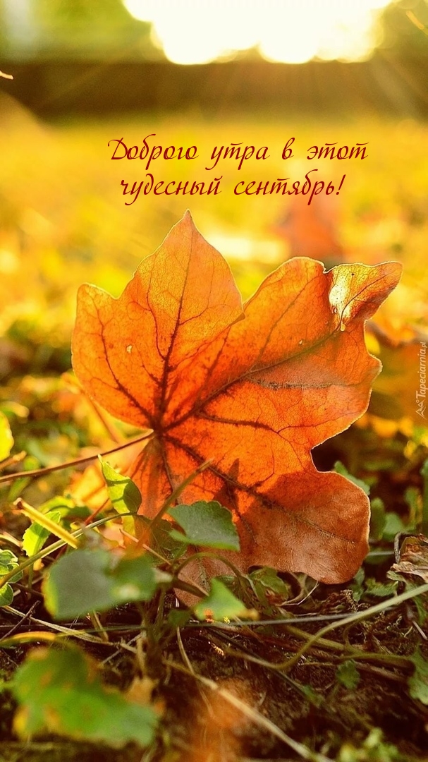 Картинки доброе сентябрьское утро (100 шт.). Картинки доброе сентябрьское утро (100 шт.).