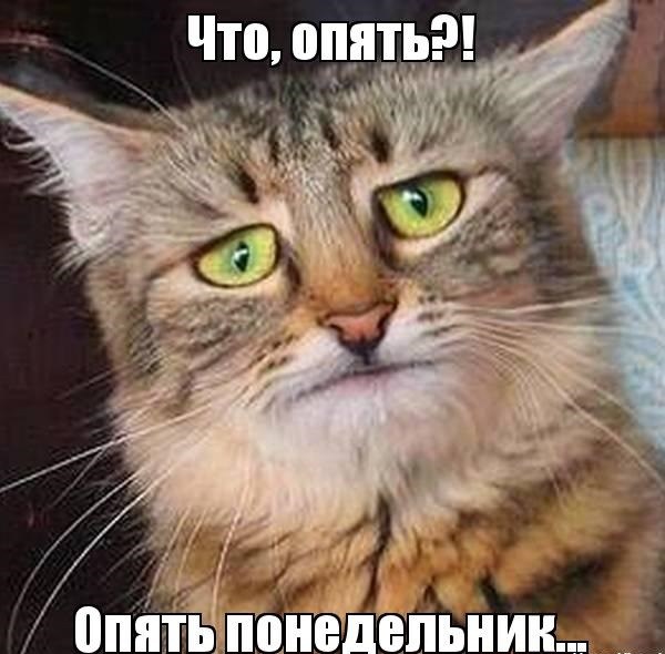 Завтра понедельник - прикольные картинки