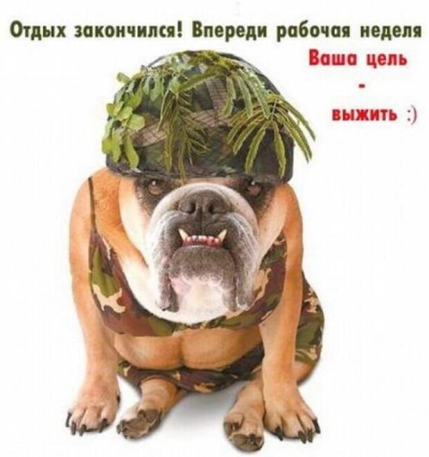 Открытки с первым рабочим днем на новом месте картинки 50 штук.