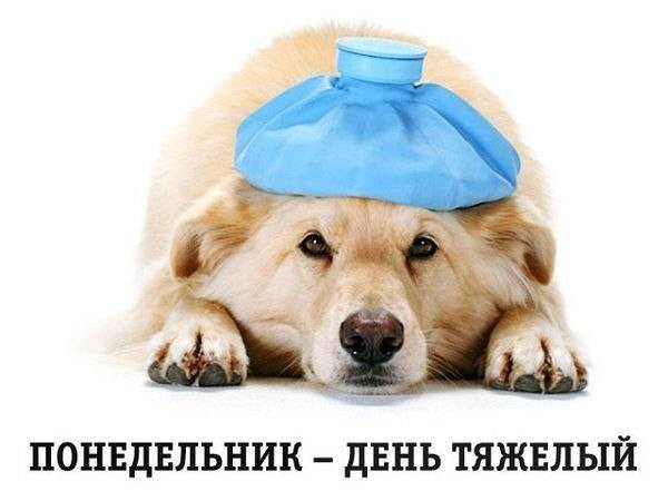 Первый день на новой работе картинки прикольные