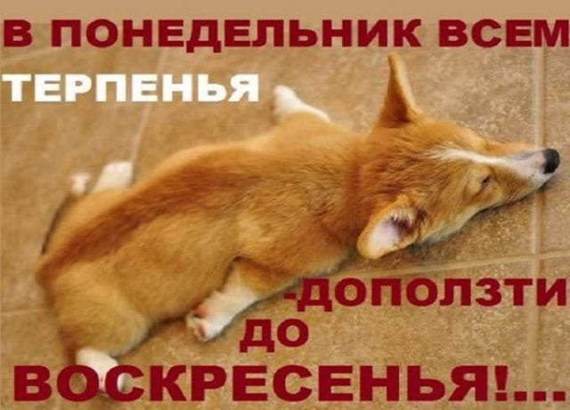 Коллекция красивых открыток и прикольных картинок с понедельником и веселыми надписями, смешными цитатами, с юмором для хорошего настроения.