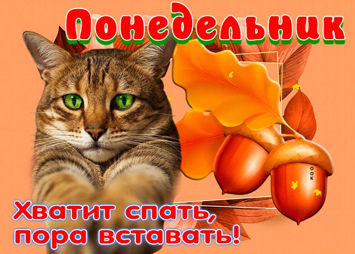 Смешная осеняя гифка Отличная открытка Хватит спать, пора вставать!