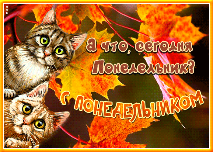 Смешная гифка Поразительная открытка с котиками А что, сегодня понедельник?