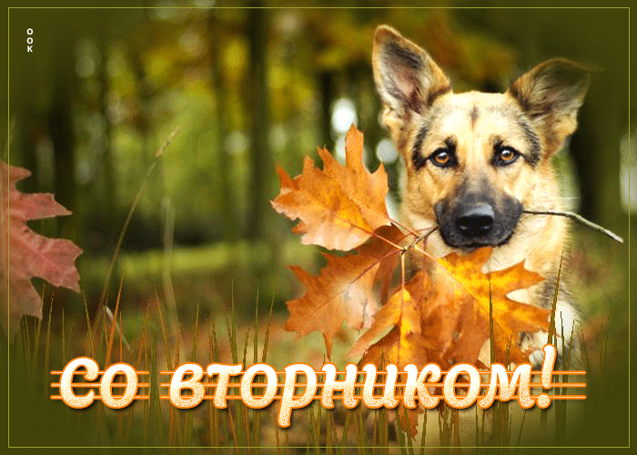 Поразительная открытка Со вторником С собакой.