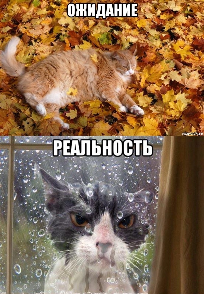 Приколы с осенью, Мемы про осень.