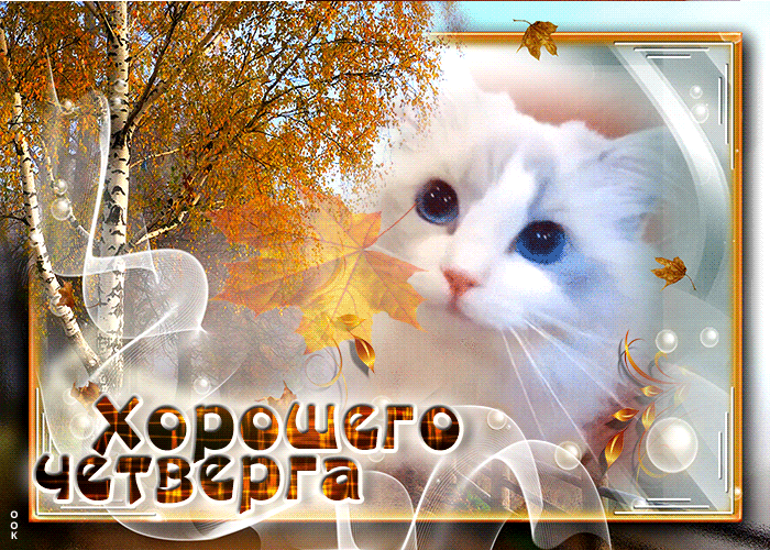 Гифка Милая открытка Теплой, уютной осени, С четвергом вас.