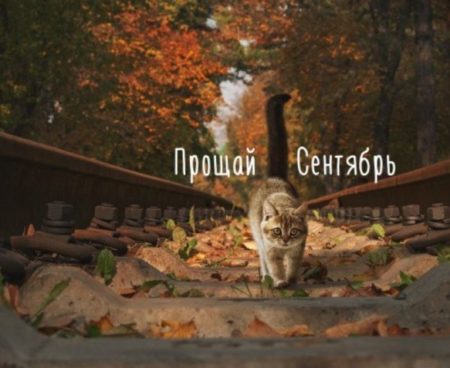 Хостинг картинок yapx.ru