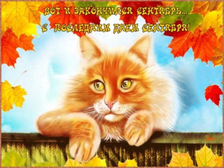 Хостинг картинок yapx.ru