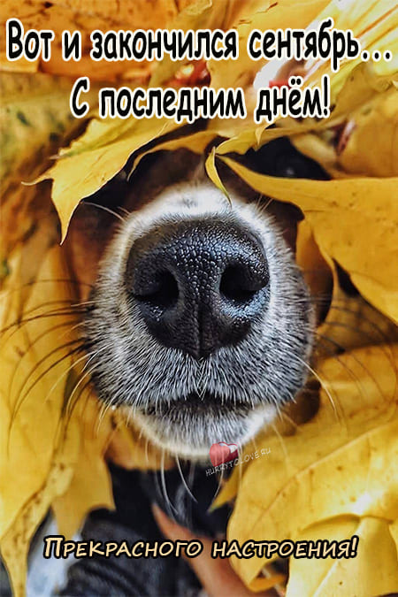 Хостинг картинок yapx.ru