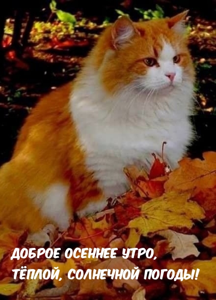 Хостинг картинок yapx.ru