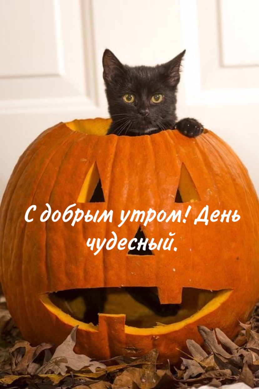 Хостинг картинок yapx.ru