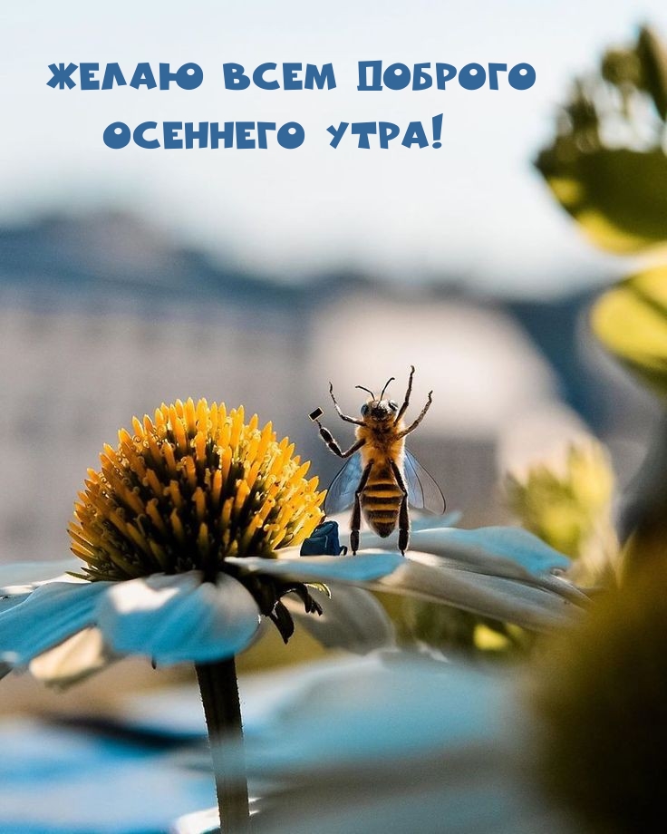 Хостинг картинок yapx.ru