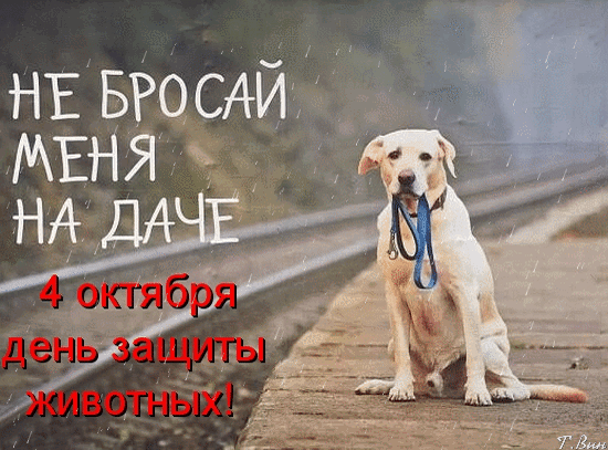 Живая открытка на Всемирный день животных
