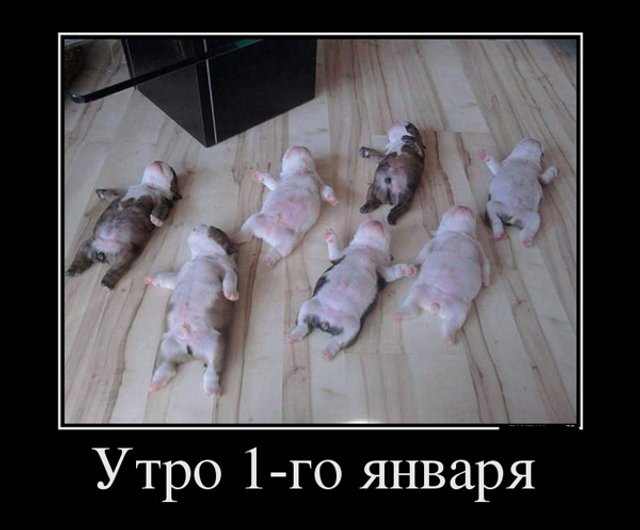 Перекличка все живы картинка прикольная. 