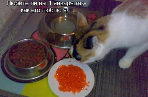 Картинки про 1 января и посленовогоднее состояние.