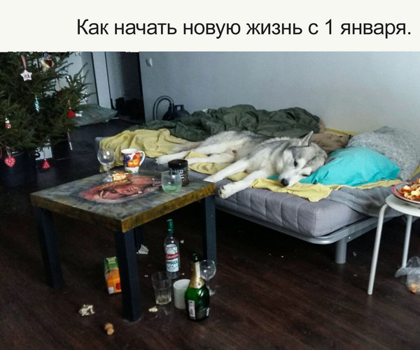 Картинки приколы посленовогодние.