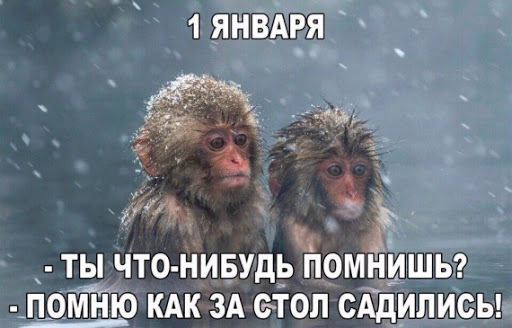 Картинки-приколы новые 2024, смешные фото поржать.