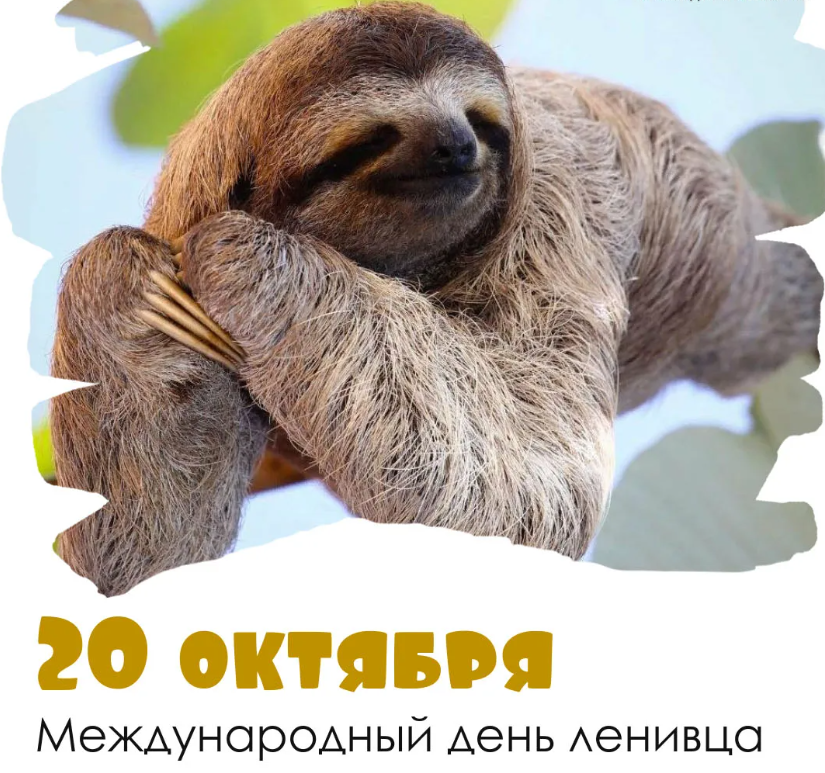 Красивые картинки с днём Ленивца 20 Октября 2023 (30 фото)