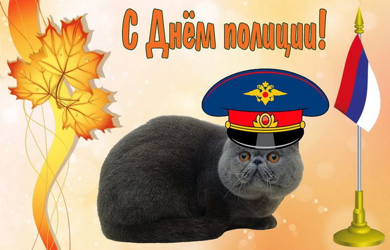 Красивый кот в полицейской фуражке