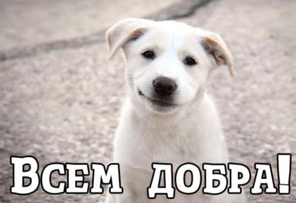 Красивые открытки с днём Доброты 13 ноября 2023 - 2024