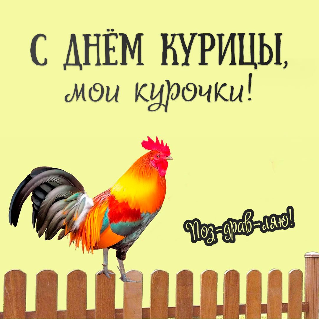 Смешные открытки с днём Курицы 2023 - 2024 Смешные открытки с днём Курицы 2023 - 2024