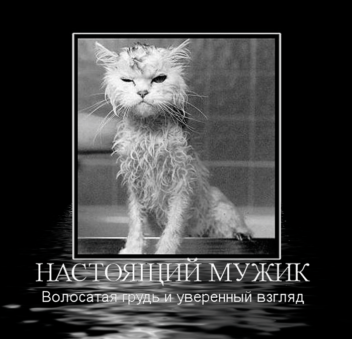 Смешная гифка с котом, настоящий мужик волосатая грудь и уверенный взгляд.