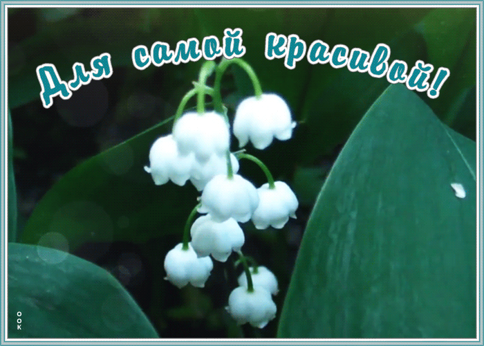 Картинка ландыши самой красивой Картинка ландыши самой красивой