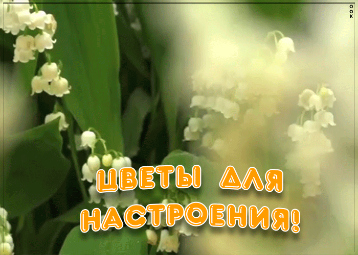 Ландыши для настроения Ландыши для настроения