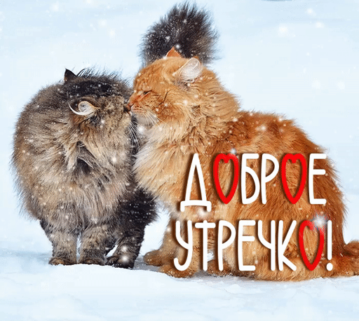 Гифки и картинки доброго зимнего утра и хорошего дня.