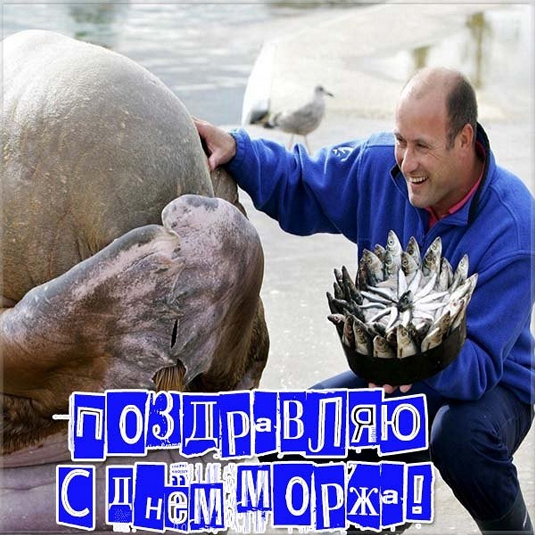 Прикольные открытки с Международным днём Моржа 2023 - 2024 Прикольные открытки с Международным днём Моржа 2023 - 2024