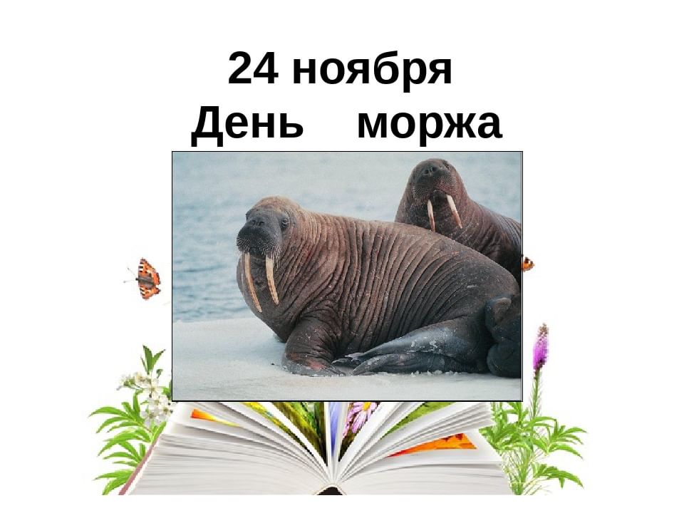 Картинки с днём Моржа 24 Ноября 2023 (20 фото) Картинки с днём Моржа 24 Ноября 2023 (20 фото)