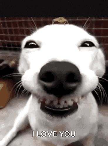 Классная gif картинка с собакой улыбакой и надписью "I love you".