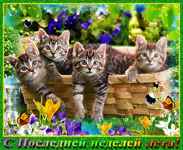 Смешная гифка с котятами и поздравлением с последней летней неделей.