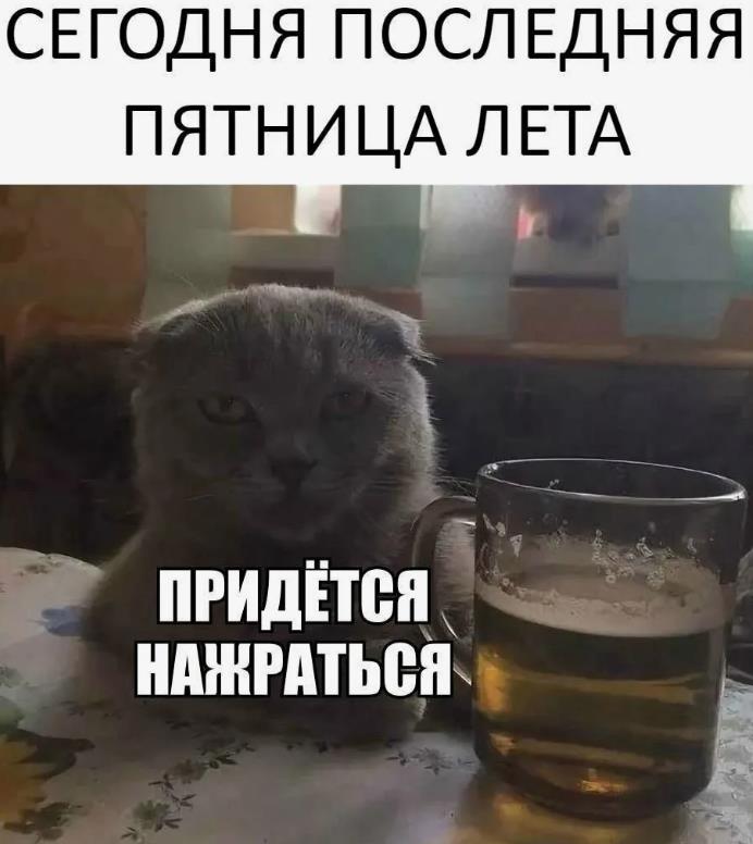 Смешная картинка (мем) с бухающим котом "Сегодня последняя пятница лета, придётся нажраться!". Смешная картинка (мем) с бухающим котом "Сегодня последняя пятница лета, придётся нажраться!".