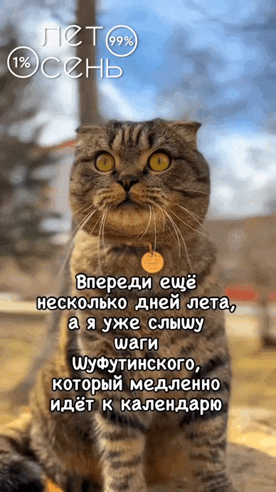 Смешная гифка с котом который в ожидании 3-го сентября. Смешная гифка с котом который в ожидании 3-го сентября.