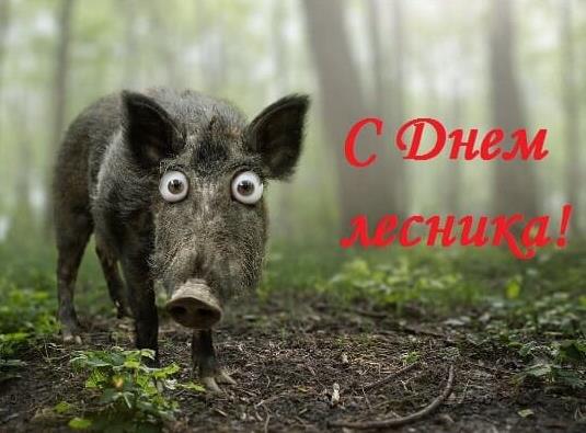 Смешная картинка с кабанов в лесу на день Лесника в РФ. Смешная картинка с кабанов в лесу на день Лесника в РФ.