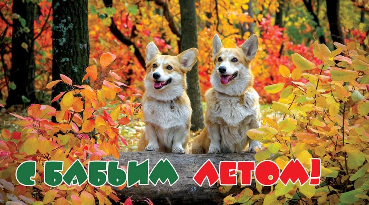 Смешная открытка с собачками корги в осеннем лесу и надписью "С бабьим летом!". Смешная открытка с собачками корги в осеннем лесу и надписью "С бабьим летом!".