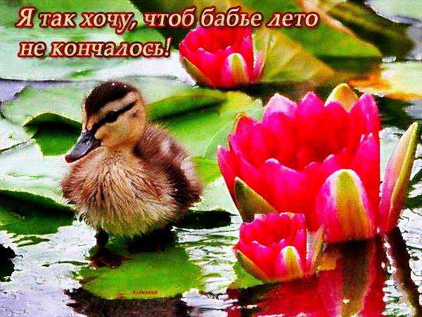 Сияющая гифка с уткой в лотосах и надписью "Я так хочу, чтоб бабье лето не кончалось!". Сияющая гифка с уткой в лотосах и надписью "Я так хочу, чтоб бабье лето не кончалось!".