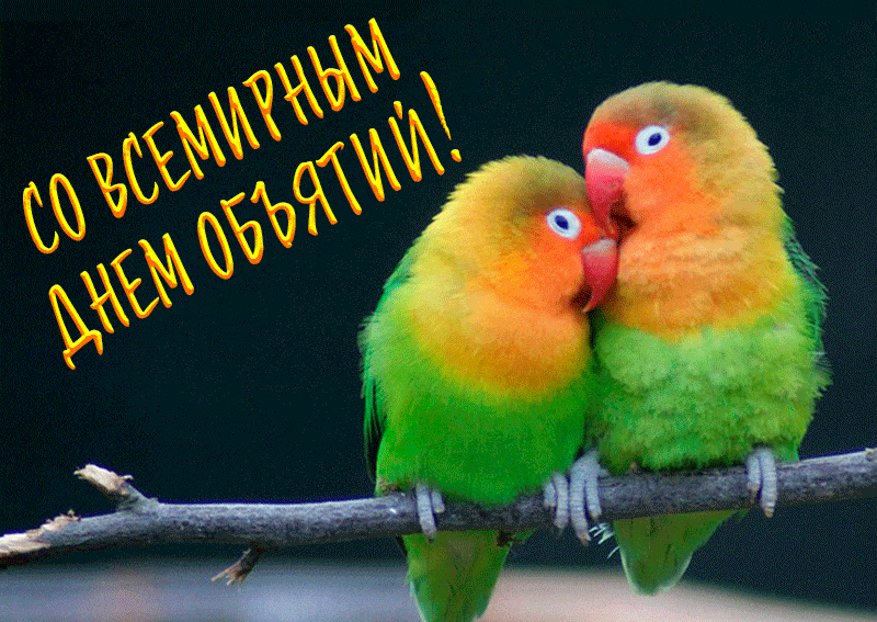 Прикольная гиф открытка с попугаями на день объятий. Прикольная гиф открытка с попугаями на день объятий.