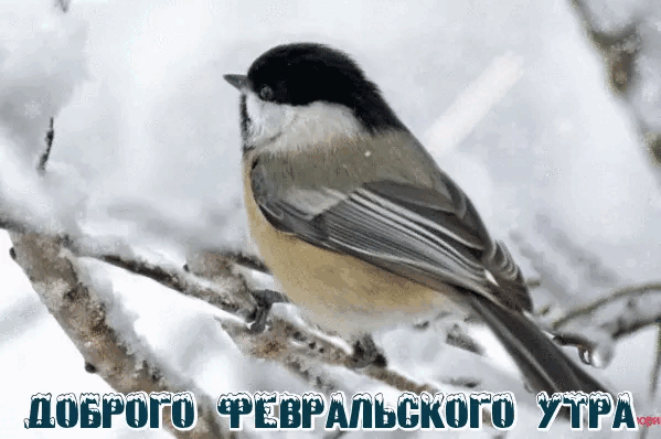 Смешная гифка с птицой и надписью "Доброго Февральского утра!".