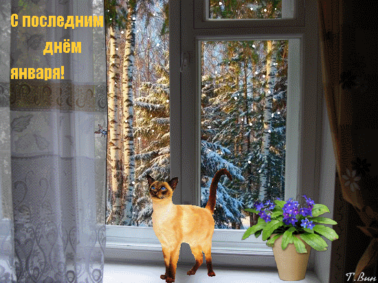 Gif картинка с кошкой на последний Январский день.