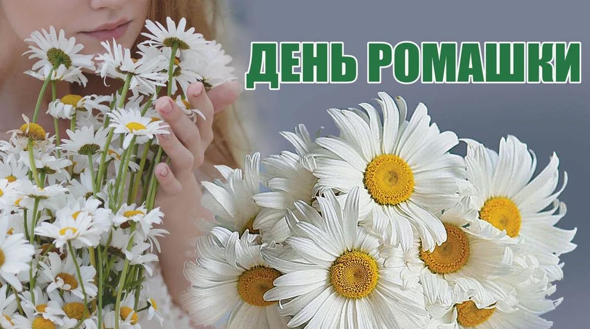 Открытка с днём рождения с ромашками. Открытка с днём рождения с ромашками.