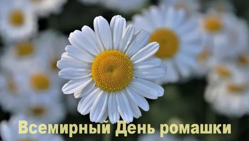 Красивая картинка с надписью "Всемирный день ромашки". Красивая картинка с надписью "Всемирный день ромашки".